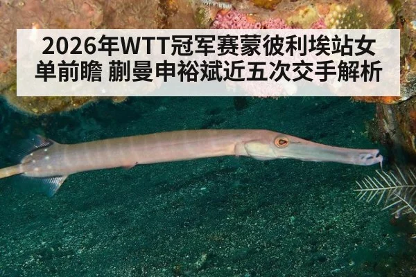 2026年WTT冠军赛蒙彼利埃站女单前瞻 蒯曼申裕斌近五次交手解析